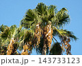 ワシントンヤシの実・202610月 143733123