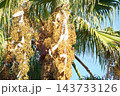 ワシントンヤシの実・202610月 143733126