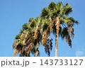 ワシントンヤシの実・202610月 143733127