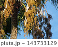 ワシントンヤシの実・202610月 143733129