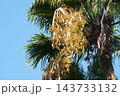 ワシントンヤシの実・202610月 143733132