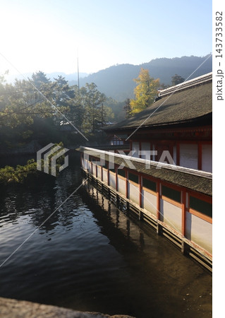 秋の紅葉シーズンに賑わう広島県宮島の自然豊かな世界遺産・嚴島神社（客神社と鏡の池）の美しい風景 143733582