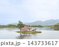 滋賀県日野町 春の日野川ダムの中の浮島の八重桜 滋賀県日野町 春の日野川ダムの中の浮島の八重桜 143733617