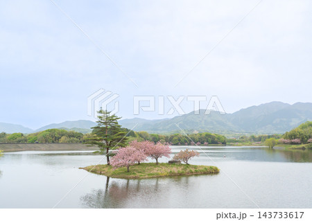 滋賀県日野町 春の日野川ダムの中の浮島の八重桜 滋賀県日野町 春の日野川ダムの中の浮島の八重桜 143733617