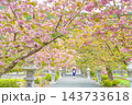 滋賀県長浜市 八重桜が満開の伊香具神社前の参道沿いに佇む着物姿の女性 滋賀県長浜市 八重桜が満開の伊香具神社前の参道沿いに佇む着物姿の女性 143733618