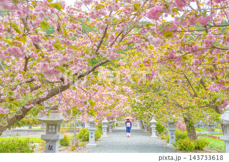滋賀県長浜市　八重桜が満開の伊香具神社前の参道沿いに佇む着物姿の女性 143733618