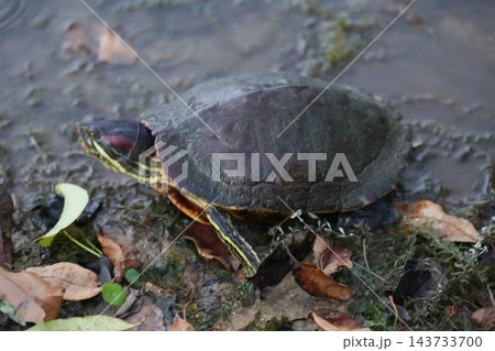 Red Eared Slider Turtle in Natural Habitat Photo 143733700