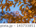 11月の秩父ミューズパーク 鮮やかに色付くメタセコイアの葉のクローズアップ 143733851