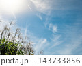 秋空の下で逆光に輝くススキと秋晴れの青空 143733856