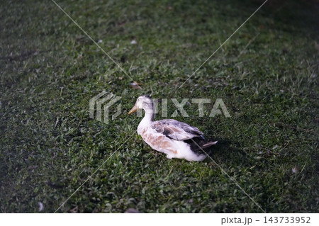 Resting Duck on Green Grass Outdoor Scene Resting Duck on Green Grass Outdoor Scene 143733952