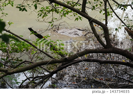 Alligator in a Murky Wetland Landscape 143734035