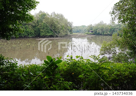 Mangrove Forest Serenity Quiet Waters and Lush Greenery 143734036