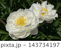 白芍薬 白芍薬 143734197
