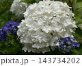 白い紫陽花 白い紫陽花 143734202