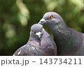 戯れる鳩 戯れる鳩 143734211