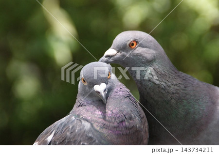 戯れる鳩 戯れる鳩 143734211