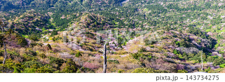 屋久島パノラマ　見事な新緑と山桜　太鼓岩から(春 143734275