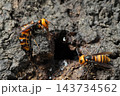 生き物　昆虫　オオスズメバチ、左は大きな腹部が目立つ女王蜂。右の働き蜂と同じ種とは思えない姿です 143734562