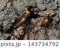 生き物　昆虫　オオスズメバチ、女王バチと働きバチ。女王バチは五センチ前後、働きバチは三センチ前後です 143734792