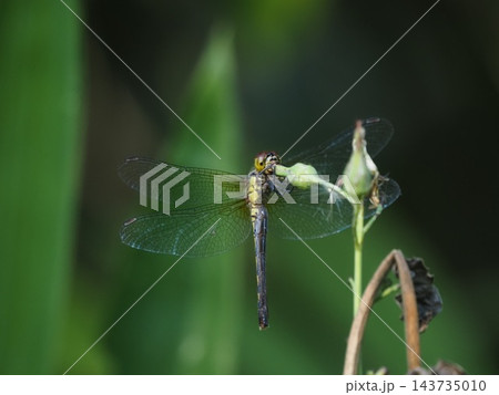 蕾に止まるトンボ科マユタテアカネ♀ 蕾に止まるトンボ科マユタテアカネ♀ 143735010
