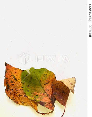 紅葉した落ち葉のアップ 紅葉した落ち葉のアップ 143735054