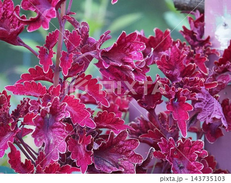 観葉植物シソ科コリウス 観葉植物シソ科コリウス 143735103