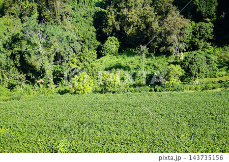 Aerial view greenery of green tea plantation and forest on steep mountain in natural sunlight 143735156