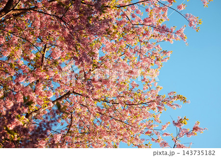 Close up Blooming pink cherry blossoms flowers branch in the blue sky Close up Blooming pink cherry blossoms flowers branch in the blue sky 143735182