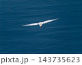 信濃川・やすらぎ堤の小鷺(こさぎ)の飛翔 信濃川・やすらぎ堤の小鷺(こさぎ)の飛翔 143735623