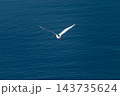 信濃川・やすらぎ堤の小鷺(こさぎ)の飛翔 信濃川・やすらぎ堤の小鷺(こさぎ)の飛翔 143735624