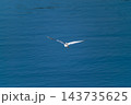 信濃川・やすらぎ堤の小鷺(こさぎ)の飛翔 信濃川・やすらぎ堤の小鷺(こさぎ)の飛翔 143735625