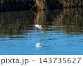 信濃川・やすらぎ堤の小鷺(こさぎ)の飛翔 信濃川・やすらぎ堤の小鷺(こさぎ)の飛翔 143735627
