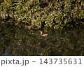 信濃川・やすらぎ堤の鳰(かいつぶり) 信濃川・やすらぎ堤の鳰(かいつぶり) 143735631
