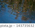 信濃川・やすらぎ堤の鳰(かいつぶり) 信濃川・やすらぎ堤の鳰(かいつぶり) 143735632