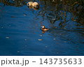 信濃川・やすらぎ堤の鳰(かいつぶり) 信濃川・やすらぎ堤の鳰(かいつぶり) 143735633