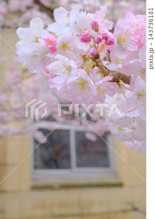 窓と早咲き桜のイメージ素材 窓と早咲き桜のイメージ素材 143736181
