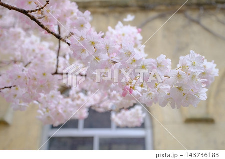 窓と早咲き桜のイメージ素材 143736183