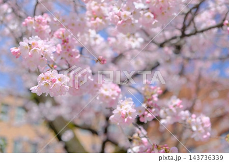 京都の早咲き桜の和のイメージフォト 京都の早咲き桜の和のイメージフォト 143736339