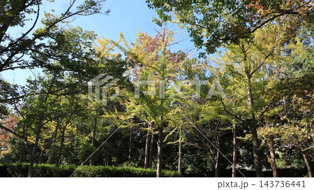 紅葉まえの駅から近くて大きい西神中央公園の秋 143736441