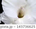 Detailed Macro Close Up Of White Gladiolus Flower Petals 143736625