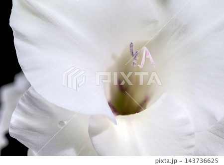 Detailed Macro Close Up Of White Gladiolus Flower Petals 143736625