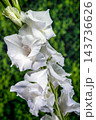 White Gladiolus Flower In Bloom Against Lush Green Background 143736626