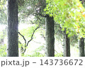 雨に濡れる新緑と針葉樹 143736672
