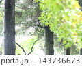 森の木々に咲くもみじと針葉樹 143736673