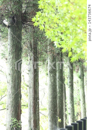 真っ直ぐに並ぶ針葉樹ともみじの葉 143736674