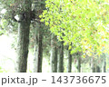 真っ直ぐに並ぶ針葉樹 143736675