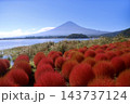 コキアと富士山・大石公園（山梨県・富士河口湖町） 143737124