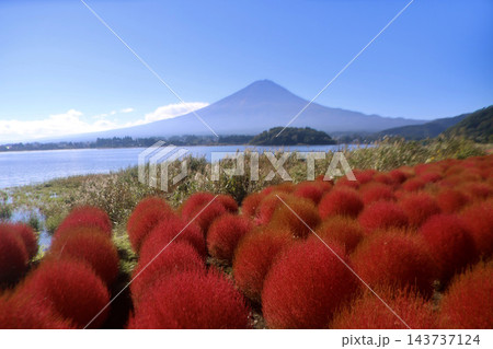 コキアと富士山・大石公園(山梨県・富士河口湖町) コキアと富士山・大石公園(山梨県・富士河口湖町) 143737124