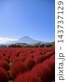 コキアと富士山・大石公園（山梨県・富士河口湖町） 143737129