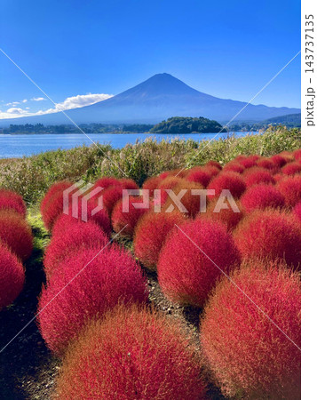 コキアと富士山・大石公園（山梨県・富士河口湖町） 143737135